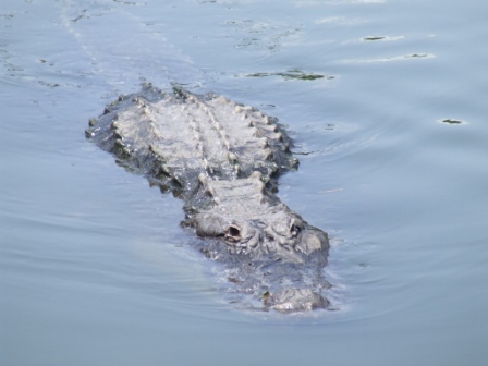 Krokodil in Gatorland, zoiets willen we thuis niet